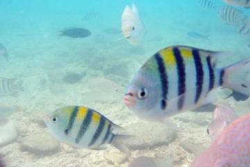 Underwater 05