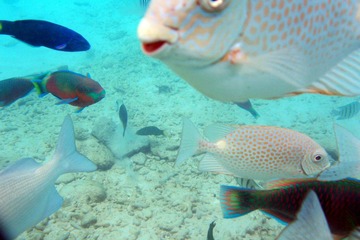 Underwater 06