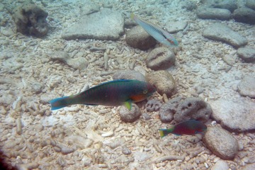 Underwater 07