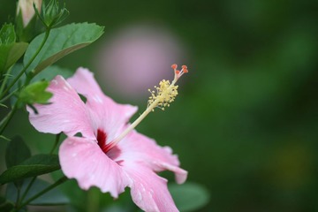 吊钟花