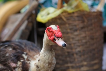 肿瘤鸭