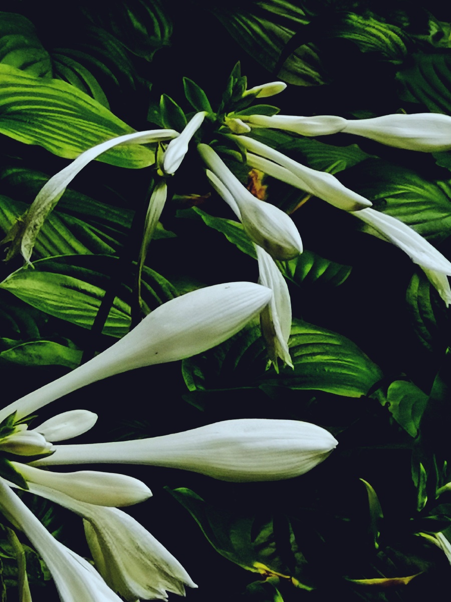 玉簪花7815 - 摄影师韵微