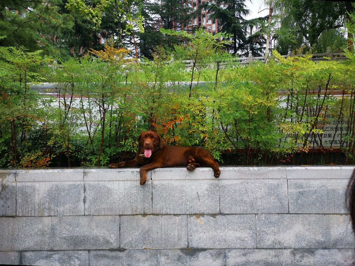 犬大爷…