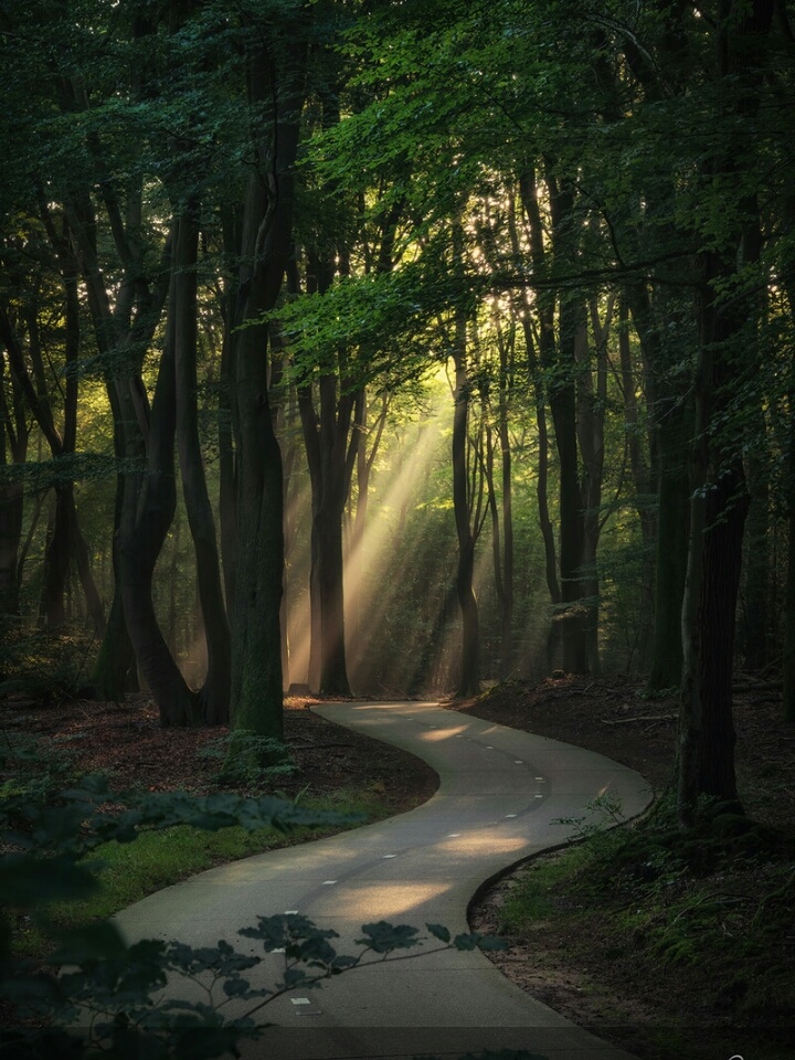 树荫- 好奇无聊 - 图虫