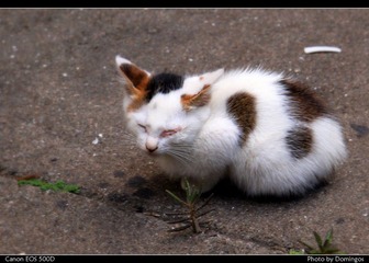 CATCAT