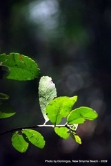 leaves