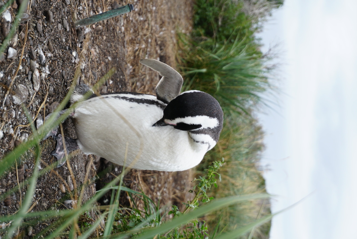乌斯怀亚锤子的麦哲伦企鹅