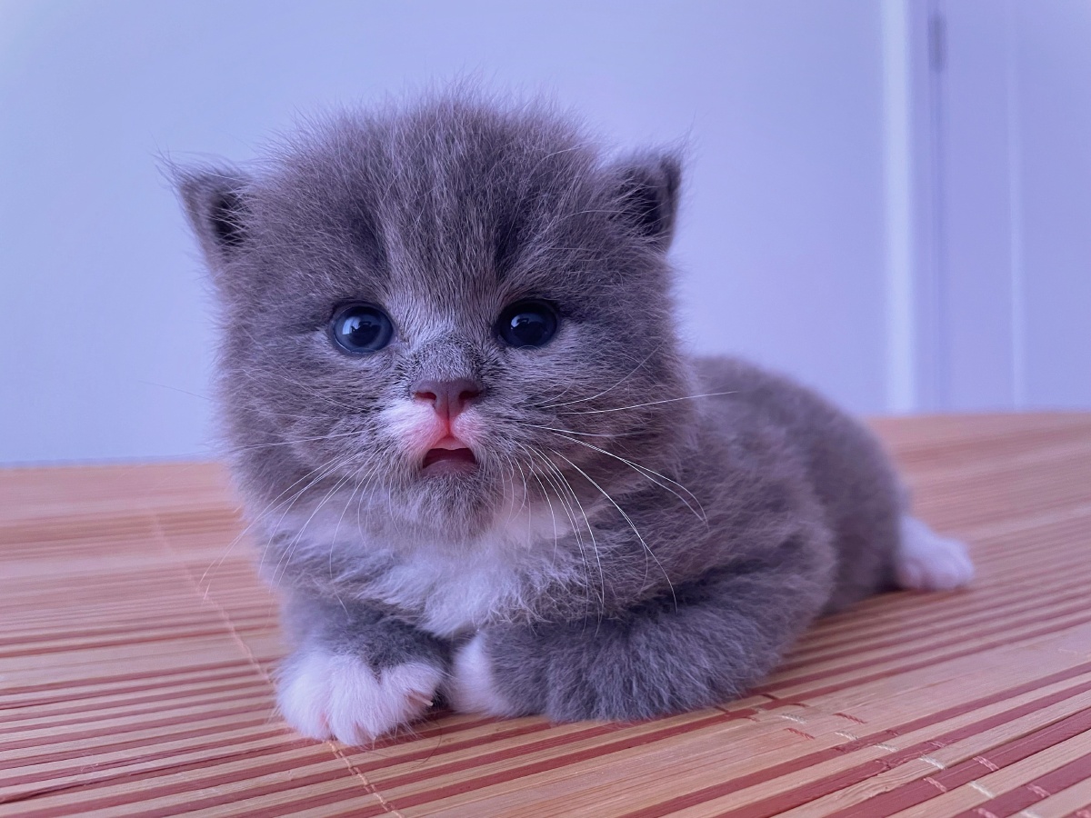 满月啦我的小猪猫