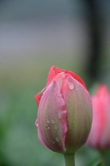 DSC_3304_conew1.jpg