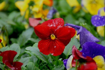 DSC_3321_conew1.jpg