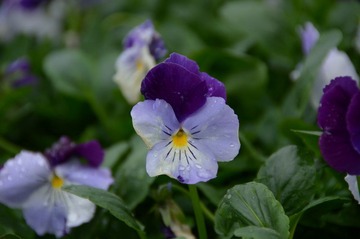 DSC_3323.JPG