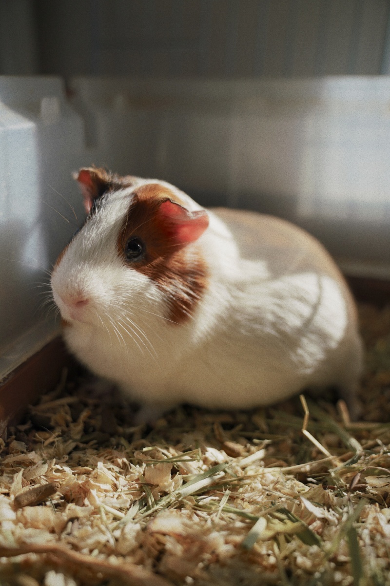 生了一窝黑白的荷兰猪