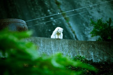 DSC_0528.jpg