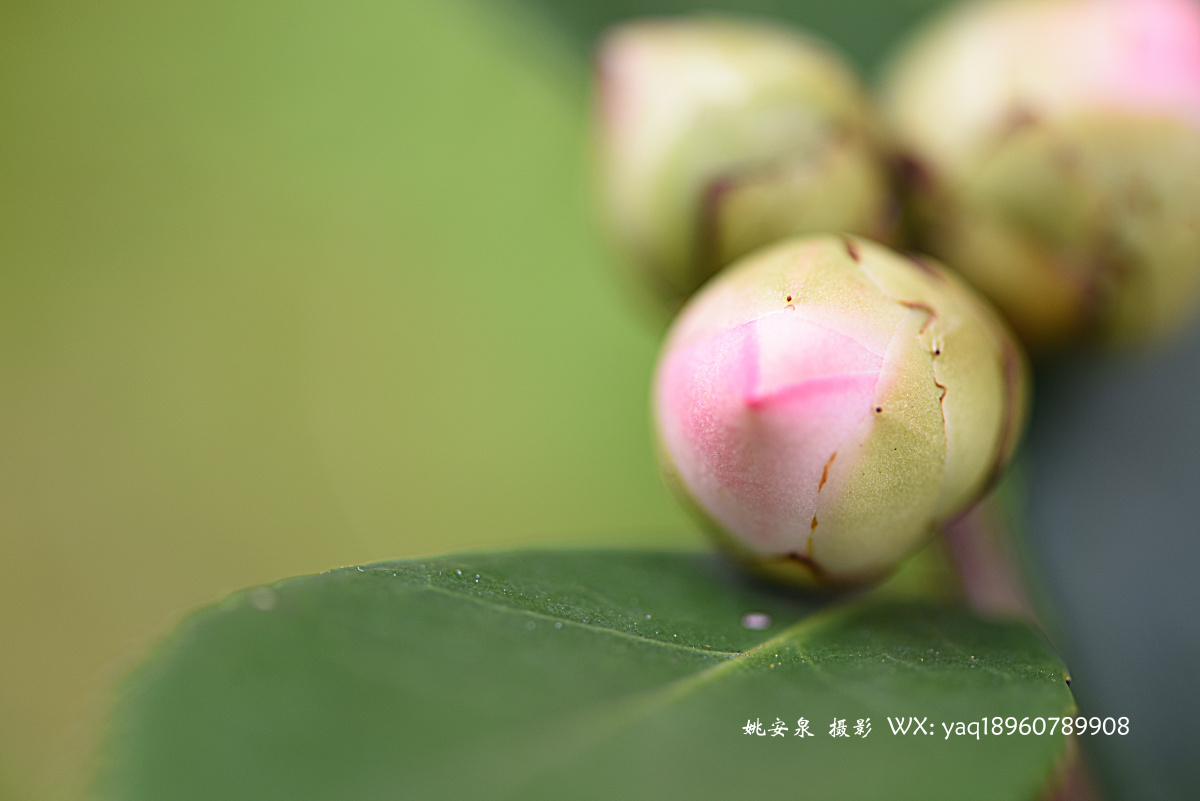 待放的白茶花苞之十五 - 姚安泉 - 图虫