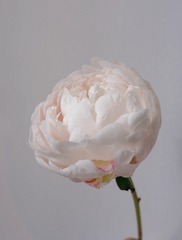 3B23E1D5-46EB-4F87-8A28-E3DE1E74582E/L0/001