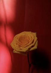 A6460B96-95C2-4F81-93CA-AB7B26A4B073/L0/001