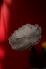 12A2E871-97D5-47EC-9F14-54428EA76BC9/L0/001