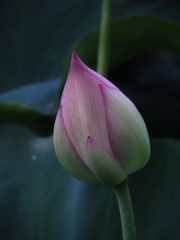 82D8ECE1-B79E-43EF-9516-E0C62BD1C27B/L0/001