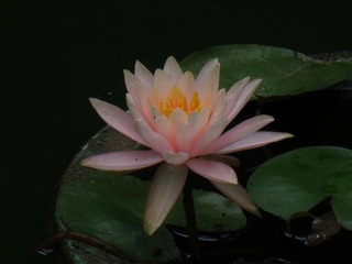 92865026-0568-4E35-B64F-51CC57686F61/L0/001