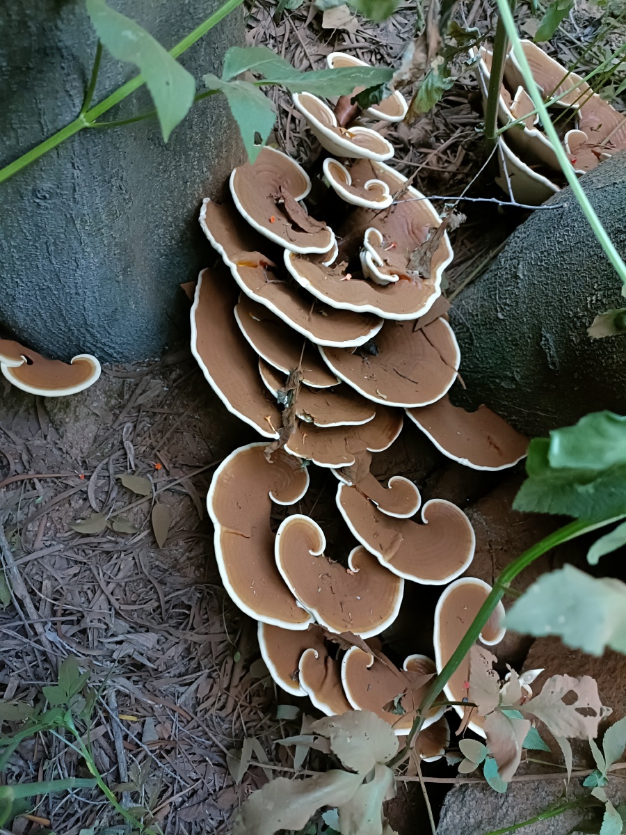 野生灵芝菌盖木栓质,形态各异,长在一起的雄雌两株形态相似,香味浓;未