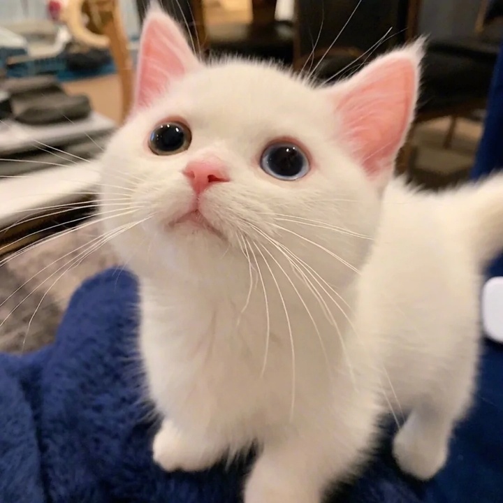 萌宠系喵背景图悄悄告诉你人家是只异瞳喵哦7900700979