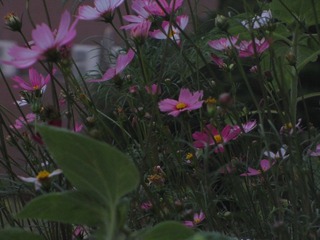 E62B8C00-93A1-4A4D-BFCD-73E110269AA0/L0/001