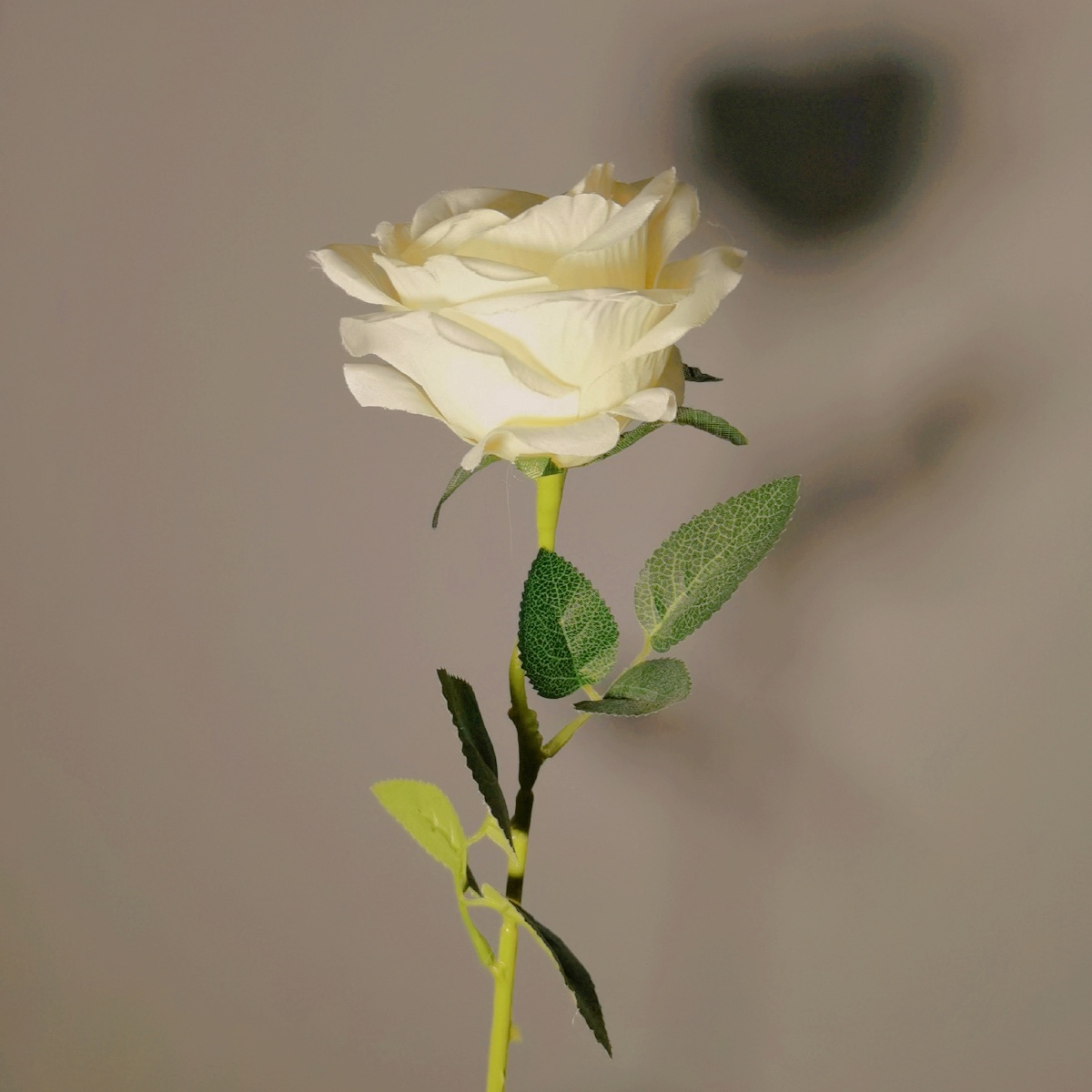 白玫瑰花语我足以与你相配