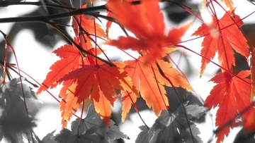02 001_conew1