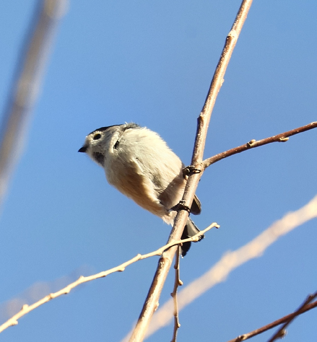 银猴长尾山雀 - 摄影师春儿 - 图虫