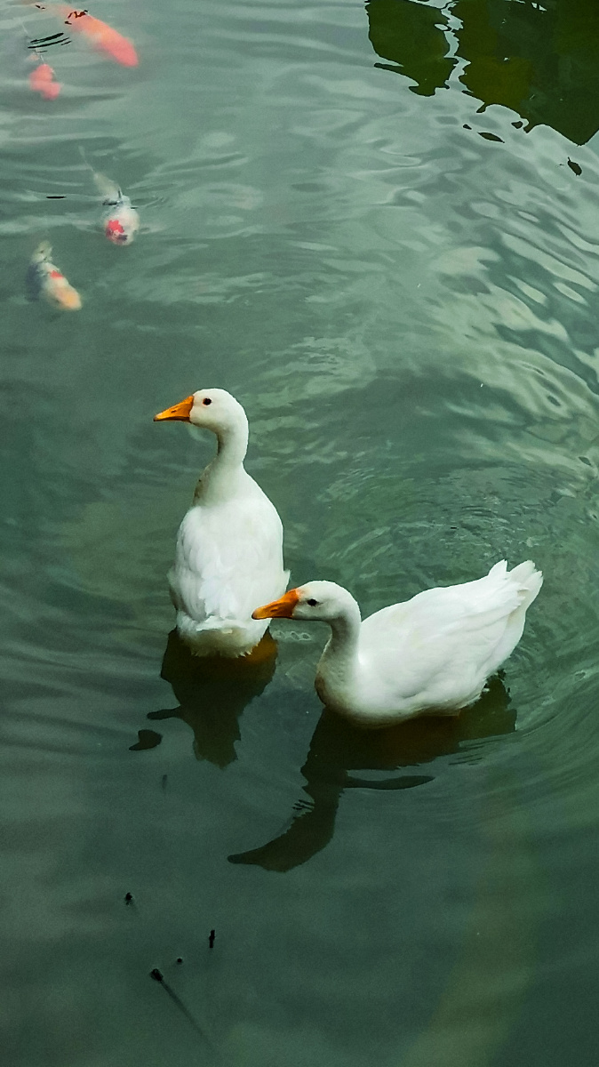 大白鹅 - 摄影师162873725356241 - 图虫