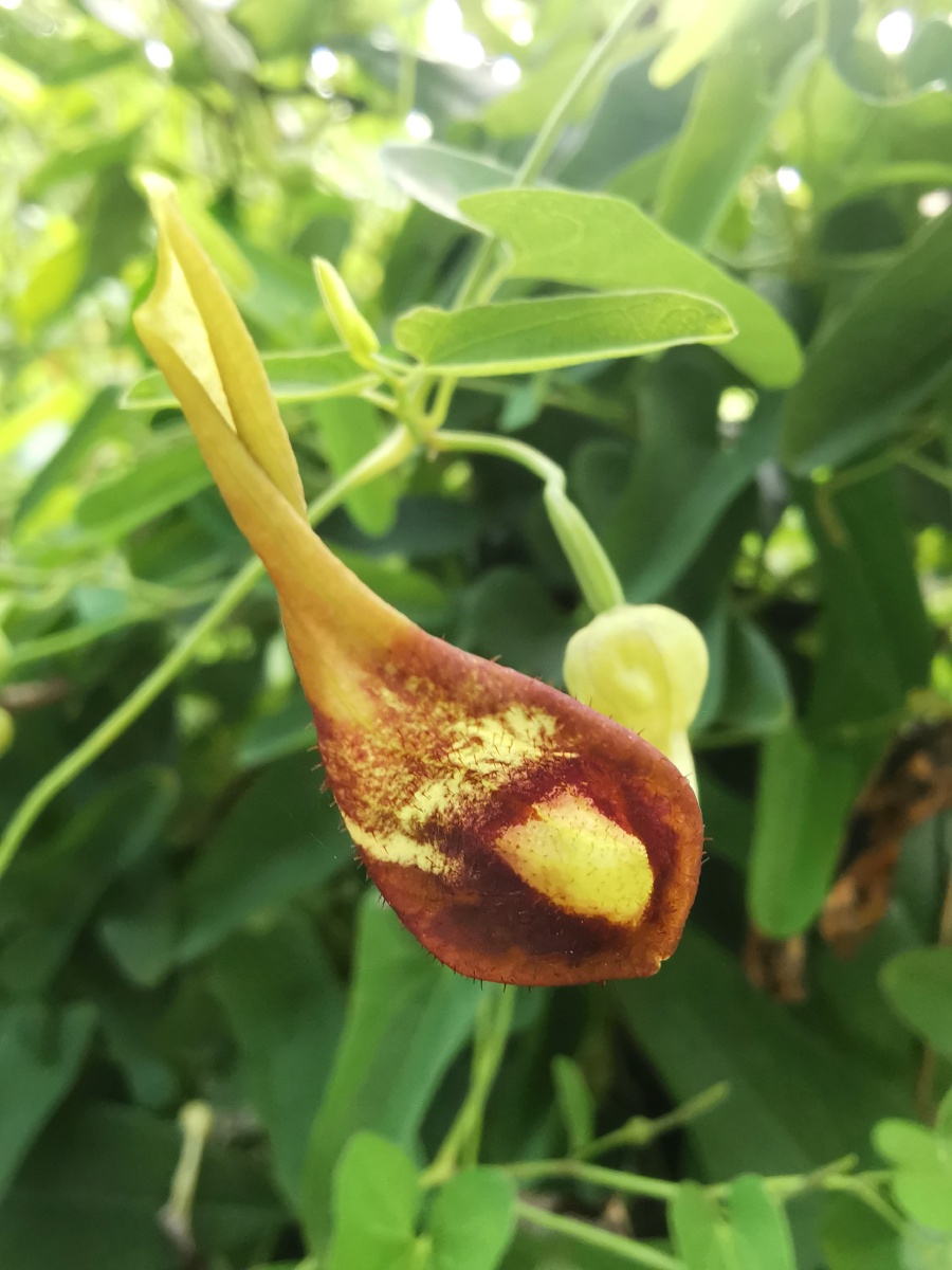 马兜铃有毒植物马兜铃酸具有致癌性