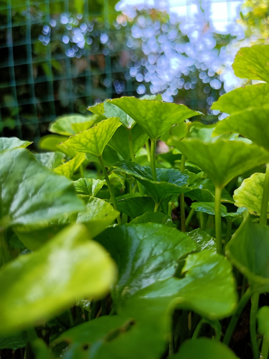 积雪草拉丁名:centella asiatica 伞形科 umbelliferae · 积雪草属 c