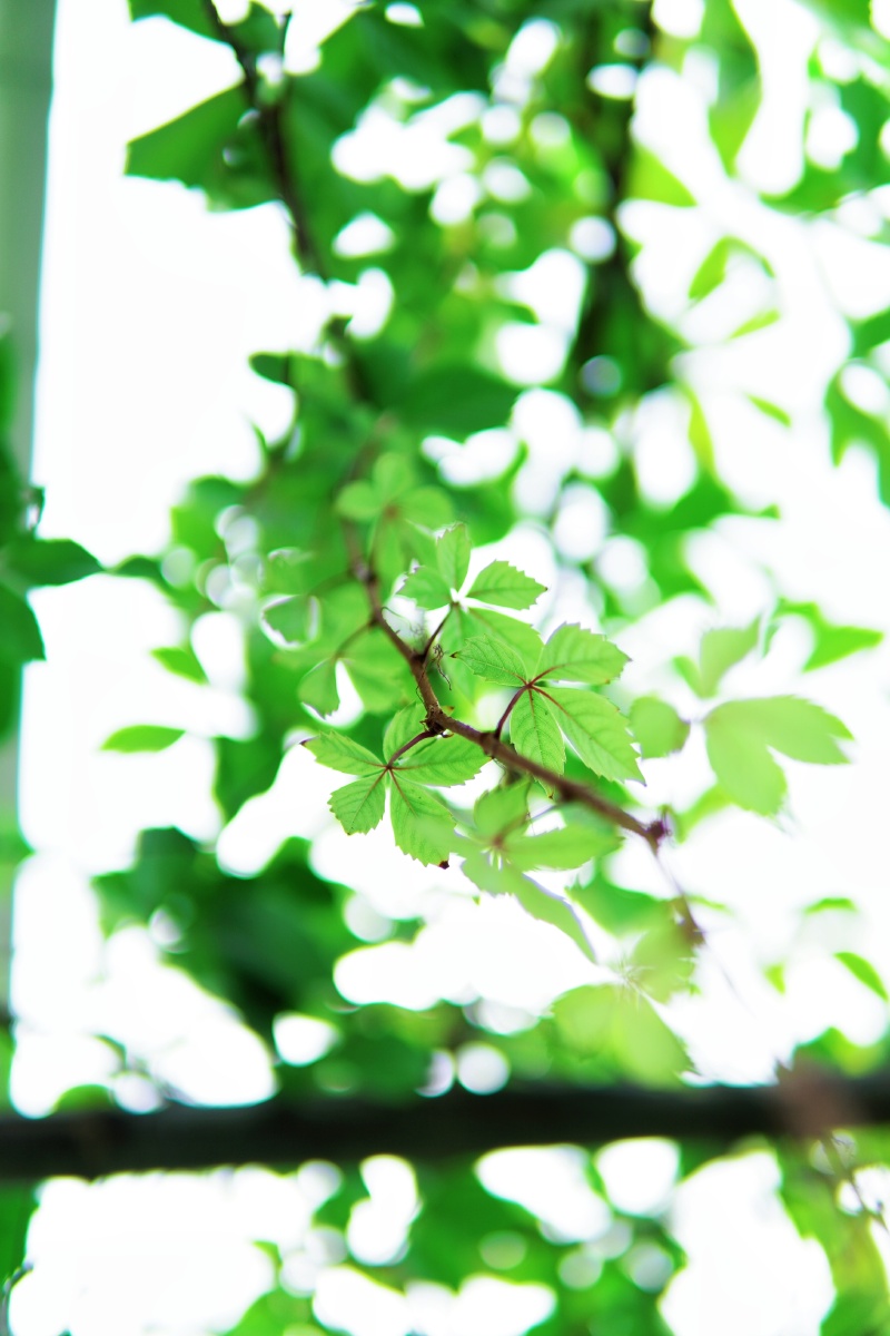 一芽一叶一抹香