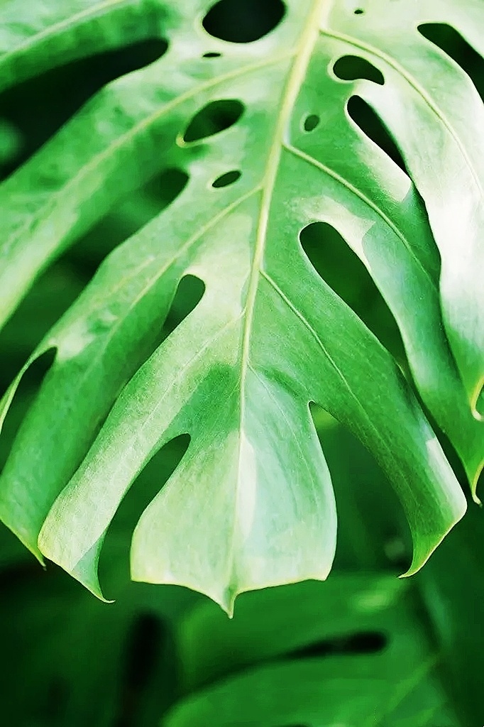 龟背竹