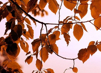 DSC05096_副本.jpg