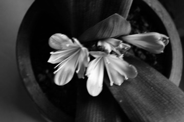 DSC00517.jpg
