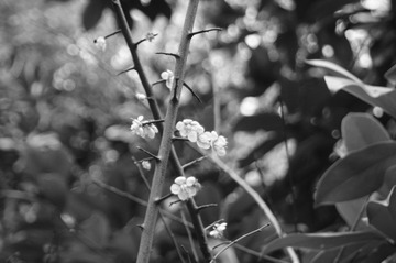 DSC00765.jpg