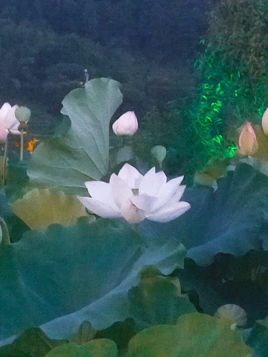 西施越溪女出自苎萝山秀色掩今古荷花羞玉颜