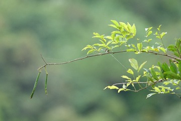 36045