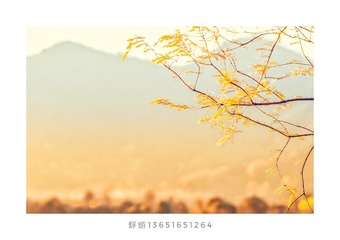 45368