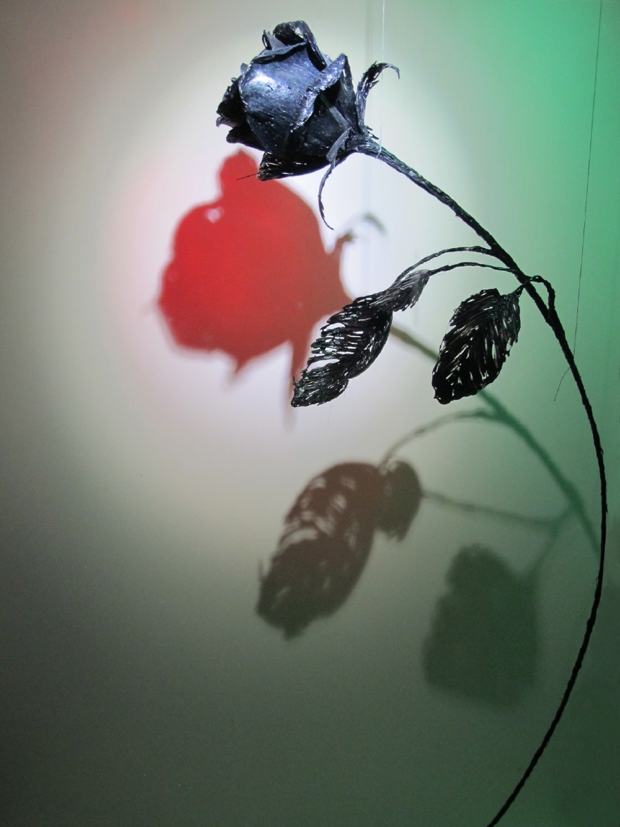 玫瑰花的影子不能只看外表相处久了才能看见一颗火热的心祝大家有情人