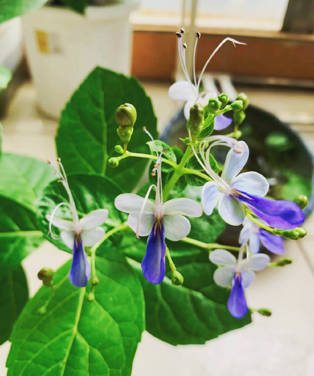 幻化成蝶化身为花花恋蝶来蝶恋花