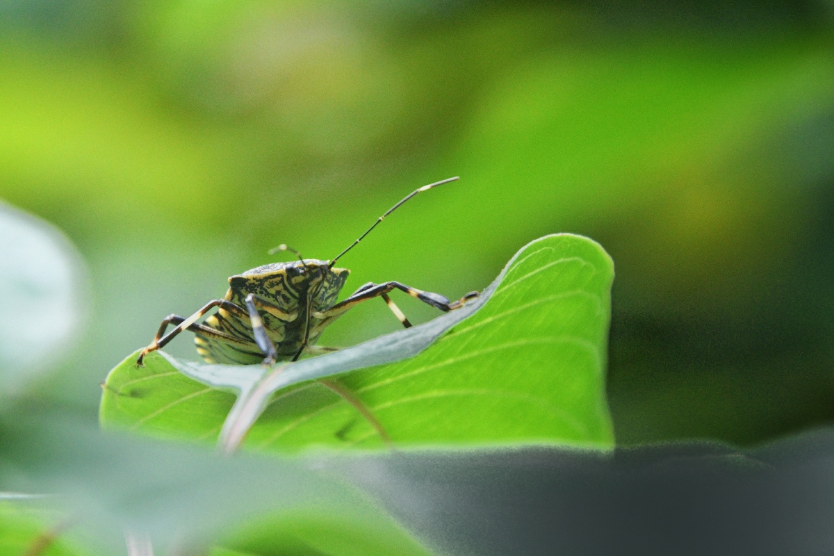 今日看点啥麻皮蝽昆虫纲半翅目蝽科麻皮蝽属