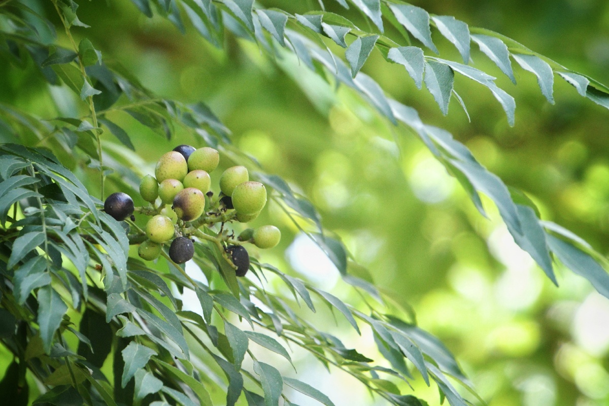 【今日看点啥】咖喱树(芸香科,九里香属) - 摄影师162878672381287 - 