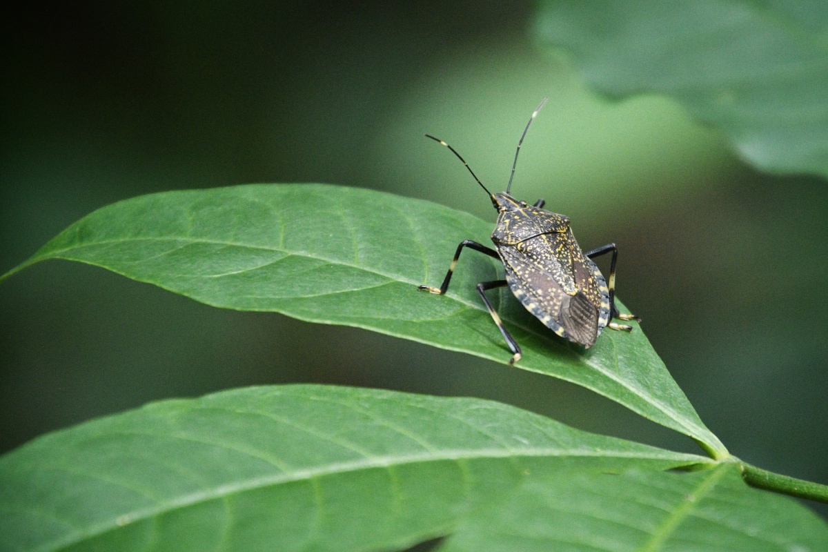 今日看点啥麻皮蝽昆虫纲半翅目蝽科麻皮蝽属