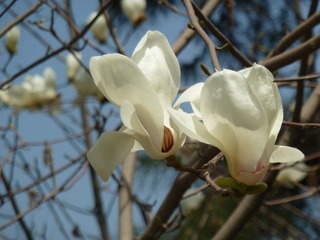 P1020128.JPG