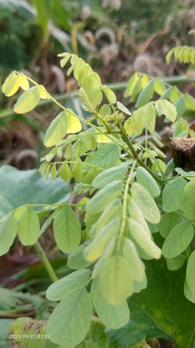 带刺的河豚 - 图虫