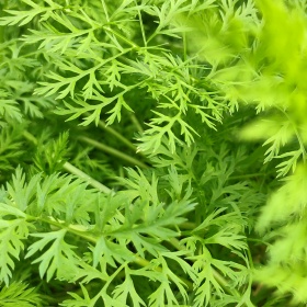 带刺的河豚标为卖图晒单分享的图博 - 带刺的河豚 - 图虫摄影网