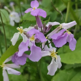 带刺的河豚标为卖图晒单分享的图博 - 带刺的河豚 - 图虫摄影网