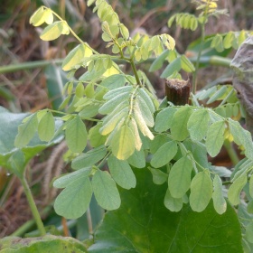 带刺的河豚标为卖图晒单分享的图博 - 带刺的河豚 - 图虫摄影网